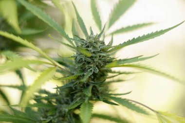 cannabis leaf with buds and marijuana leaves, close up