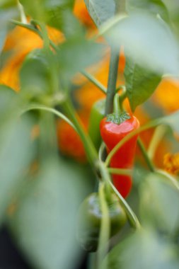 red pepper on the bush in the greenhouse. selective focus.