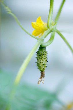 a selective focus shot of the yellow flower