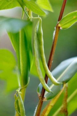 close up of fresh ripe green beans growing in the garden