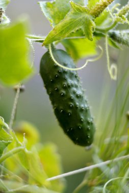 Bahçede yeşil salatalık