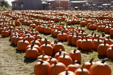Bahçedeki balkabakları