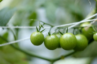 tomatoes in greenhouse. tomatoes on the branch. tomatoes in the greenhouse