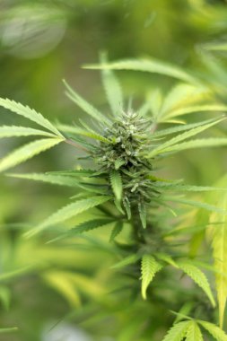 cannabis plant growing in the garden, close - up