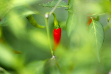 Bahçede yeşil biber