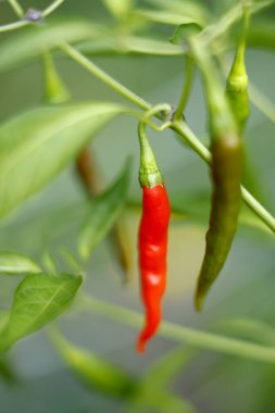 Growing red chili peppers on plant