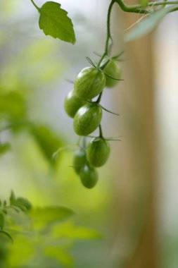 Growing green tomatoes on vine