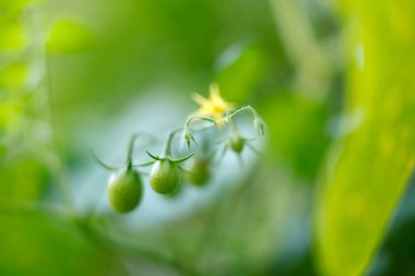 Growing green tomatoes on vine