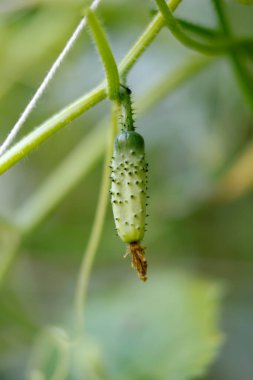 Close-up showing green caterpillar hanging