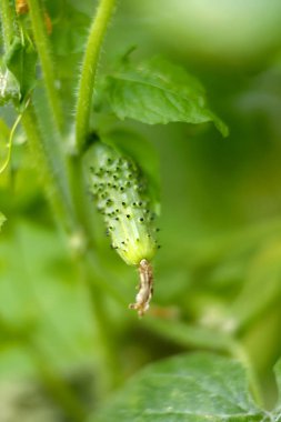 Growing cucumber with green leaves