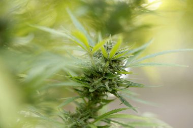 Close-up showing cannabis plant buds