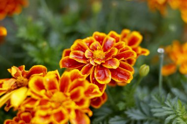 Vibrant marigold flowers blooming beautifully