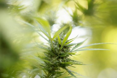 Close-up showing green cannabis plant