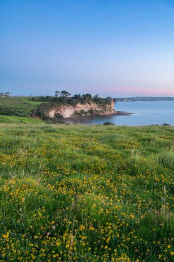 Panoramic view of the sunrise at Long Bay Regional Park clipart