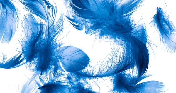 Blue Duck Feathers White Isolated Background — 图库照片