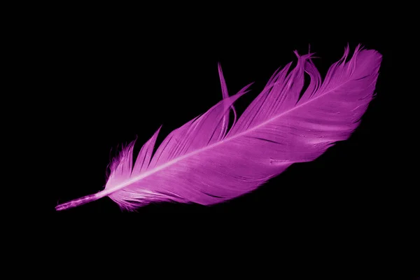 Violet Feather Goose Black Isolated Background — Stock fotografie