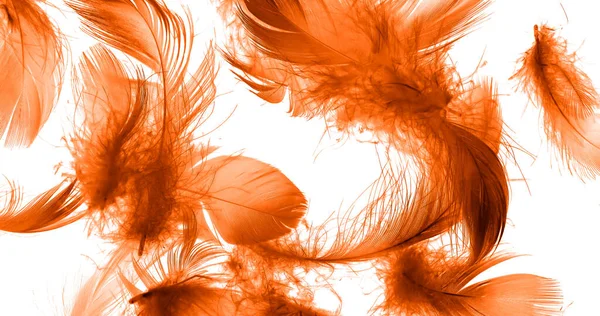 Orange Duck Feathers White Isolated Background —  Fotos de Stock