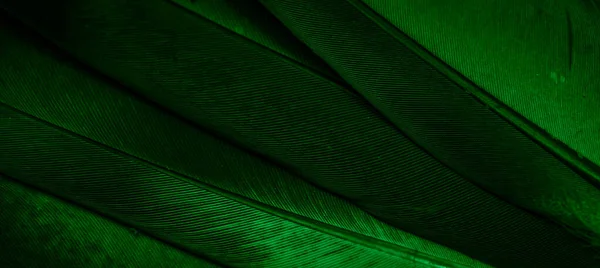 Foto Macro Pombo Pena Verde Textura Fundo — Fotografia de Stock