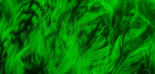 Green Black Owl Feathers Background Textura — Fotografia de Stock