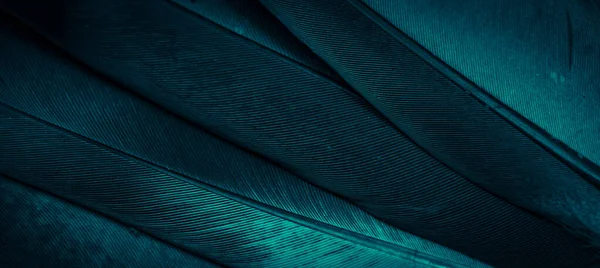 Bleu Plume Pigeon Macro Photo Texture Fond — Photo