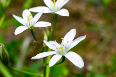 yeşil yapraklar üzerinde beyaz zephyranthes atamasco çiçekleri