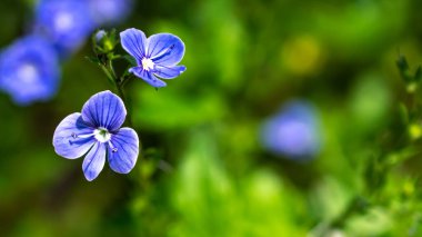 Mavi Chamaedrys Veronica Çiçekleri yeşil yeşillik arka planda