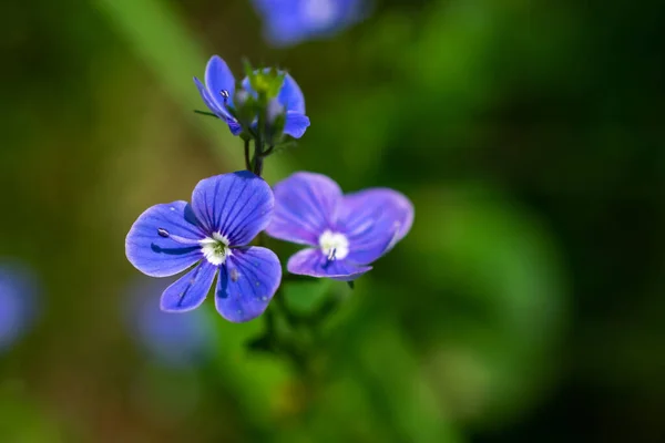 Синий Chamaedrys Вероника Цветы Зеленом Фоне Листвы — стоковое фото