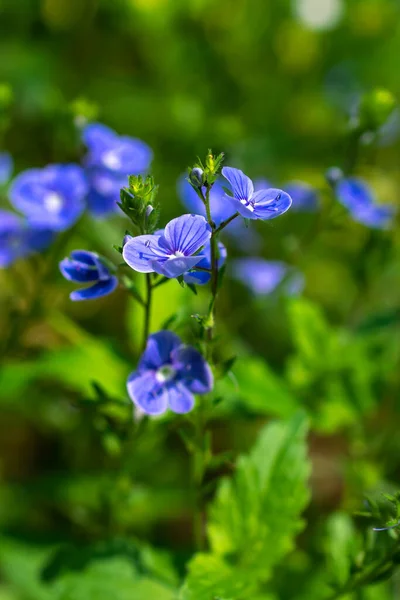 Синий Chamaedrys Вероника Цветы Зеленом Фоне Листвы — стоковое фото