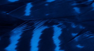 Mavi şahin tüyleri görünür detaylarla. arkaplan veya doku