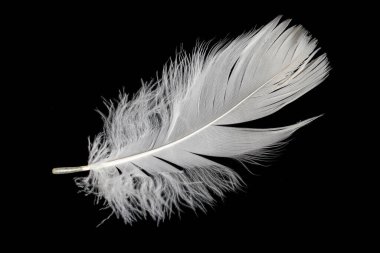 Siyah arka planda beyaz kaz tüyü