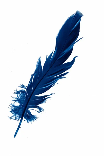 Blue Goose Feather White Isolated Background — Stok fotoğraf