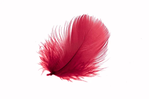 stock image red goose feather on a white isolated background