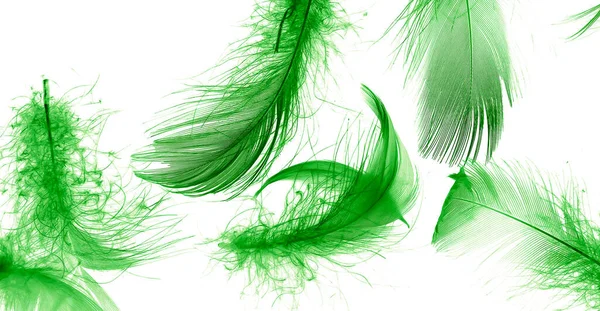 Green Duck Feathers White Isolated Background — Fotografia de Stock