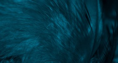 Mavi şahin tüyleri görünür detaylarla. arkaplan veya doku