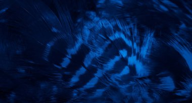 Mavi şahin tüyleri görünür detaylarla. arkaplan veya doku