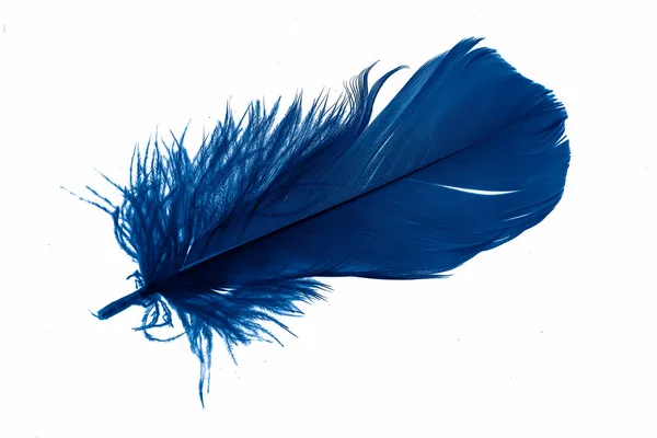 Blue Goose Feather White Isolated Background — Stock Fotó