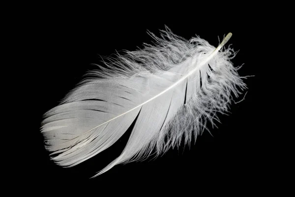 White Feather Goose Black Background —  Fotos de Stock