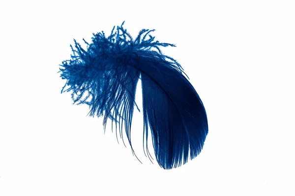 Blue Goose Feather White Isolated Background — Stock Photo, Image