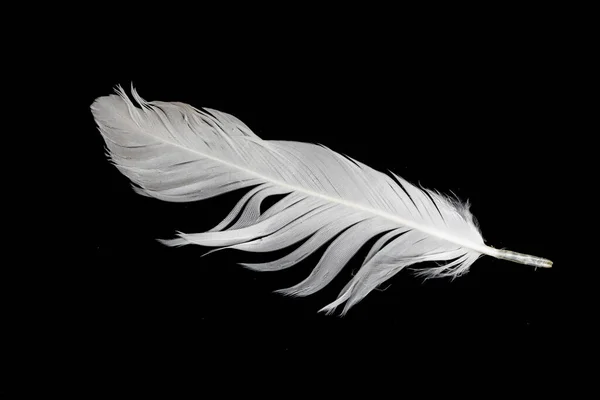 Белое Перо Гуся Черном Фоне — стоковое фото
