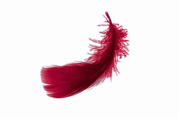 Red Goose Feather White Isolated Background — 스톡 사진
