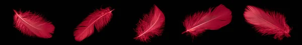 Red Goose Feather Black Isolated Background —  Fotos de Stock