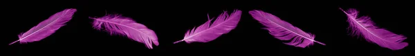 Violet Feather Goose Black Isolated Background — Stockfoto