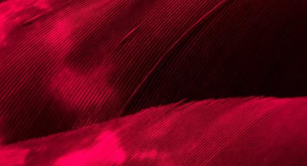 Röda Hökfjädrar Med Synliga Detaljer Bakgrund Eller Struktur — Stockfoto