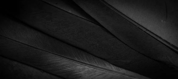 Black Feather Pigeon Macro Photo Texture Background — ストック写真