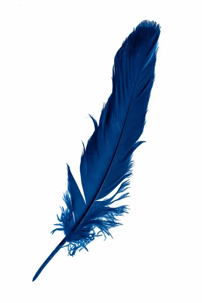 Μπλε Φτερό Χήνας Ένα Λευκό Απομονωμένο Φόντο — Φωτογραφία Αρχείου