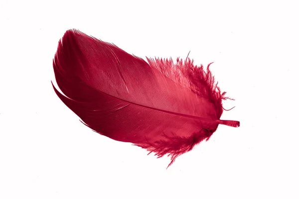 Red Goose Feather White Isolated Background — Stockfoto