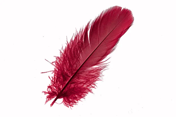 Red Goose Feather White Isolated Background — Photo