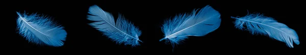 Siyah Izole Arkaplanda Mavi Kaz Tüyü — Stok fotoğraf