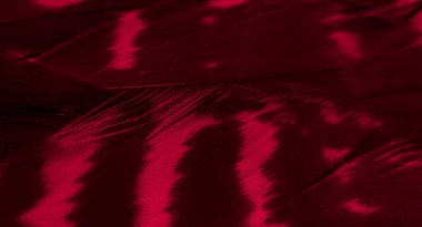 Kızıl Şahin tüyleri görünür detaylarla. arkaplan veya doku