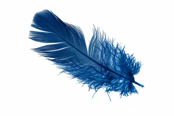 Blue Feather Images – Browse 1,403,252 Stock Photos, Vectors, and